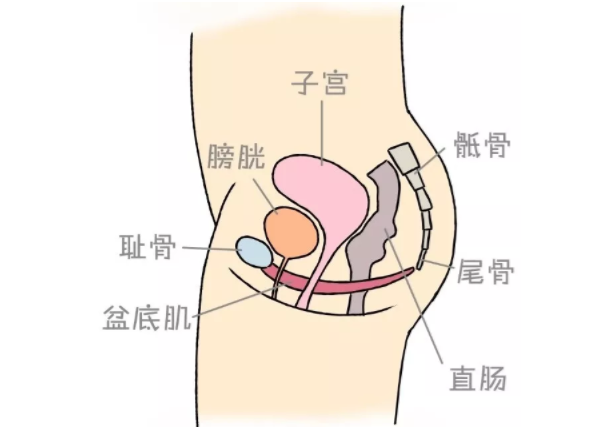 史上最完整的盆底肌锻炼攻略