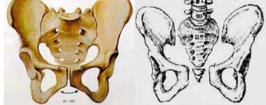 锻炼方法里骨盆怎么锻炼的？