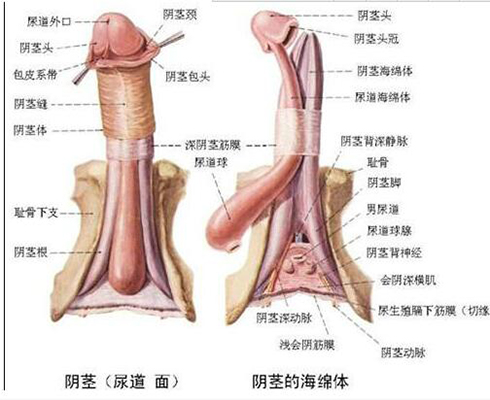 阴茎结构图