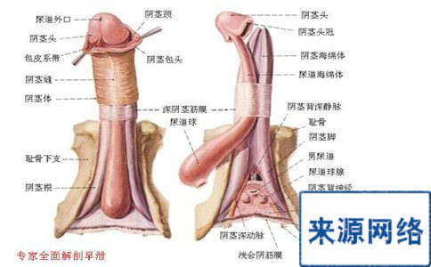 什么是包皮