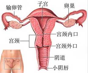 图文结合：360度展示女性阴道结构3