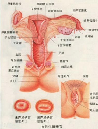 图解：女人阴道里的“标准”尺寸4