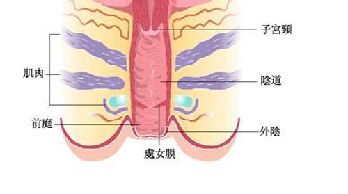 图解：女性的阴道有多深2