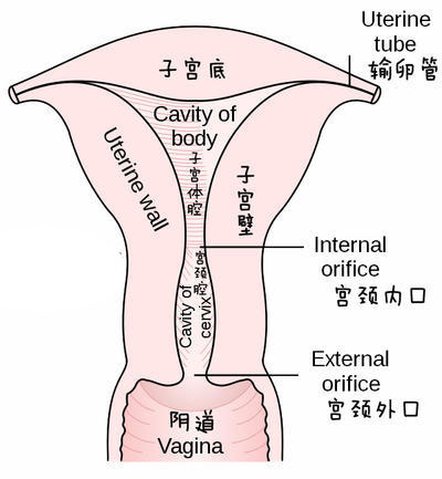 详解女性阴蒂阴道口的位置(高清图)3