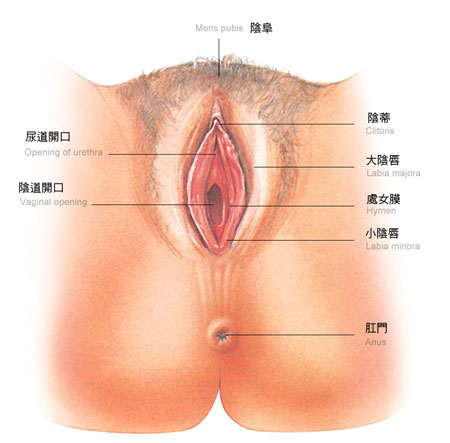 性知识：女性外生殖器官图解