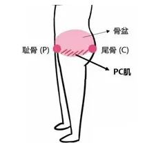 pc肌在什么位置？pc肌怎么辨别位置？