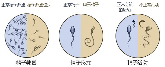 图解：精子射入阴道进入子宫全经历2