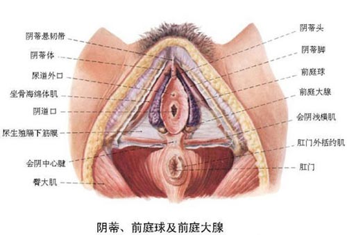 高清图解女人私处全部构造2