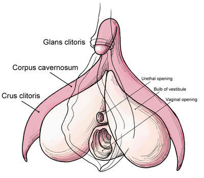 详解女性阴蒂阴道口的位置(高清图)2