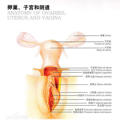 详解女性阴蒂阴道口的位置(高清图)4