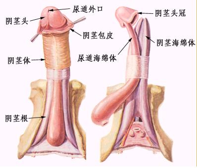 男人“小弟弟”形状大公开（全图）1