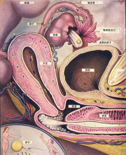 私处健康对照图：女性阴道结构图集2
