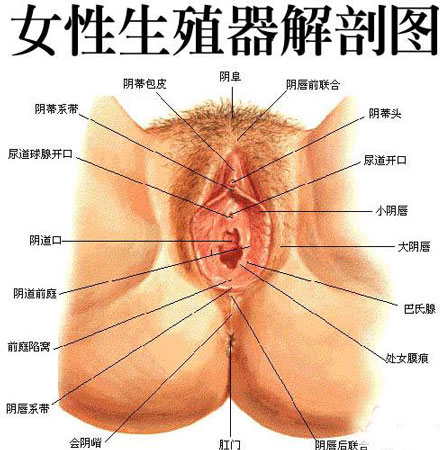 私处健康对照图：女性阴道结构图集1