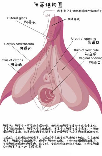 详解女性阴蒂阴道口的位置(高清图)1