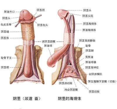 详解男性生殖器的位置(高清图)5