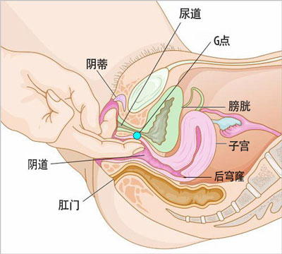 私处健康对照图：女性阴道结构图集3