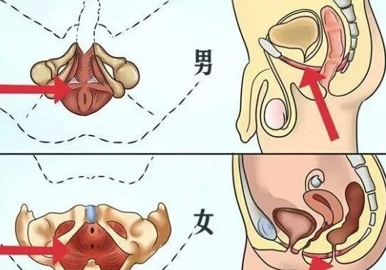 耻尾肌锻炼法如图分解大全