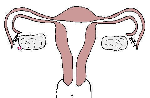 组图：女性私处排卵期是什么感觉9