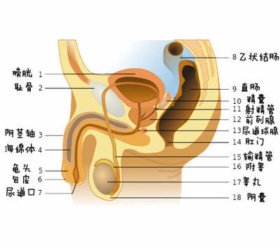 详解女性阴蒂阴道口的位置(高清图)8