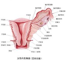 性高潮的哪个阶段阴道会分泌液体1