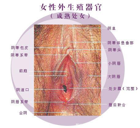 成熟女性阴道高清生理结构(全图解)1
