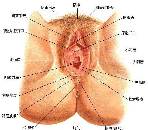 性高潮时阴蒂变化的全过程（套图）1