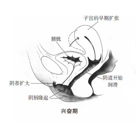 性高潮时阴蒂变化的全过程（套图）3