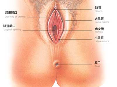 健康女性处女膜变化过程（图）5