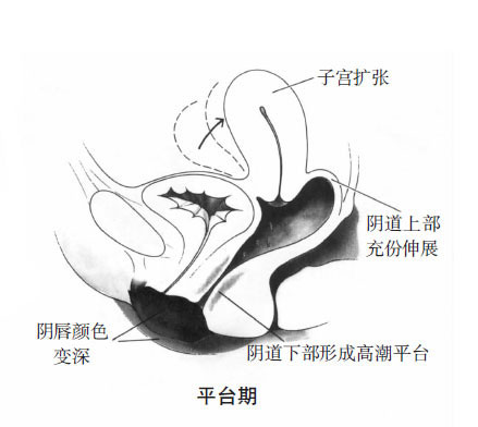 女性阴唇高潮时湿度颜色变化(图组)3