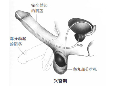 高清：男女性器做爱时有啥变化1