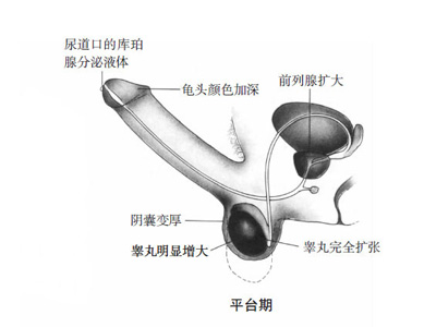 高清：男女性器做爱时有啥变化2