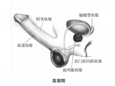 高清：男女性器做爱时有啥变化3