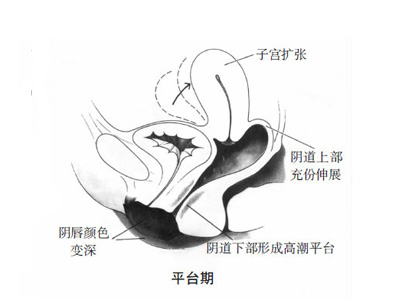 高清：男女性器做爱时有啥变化6