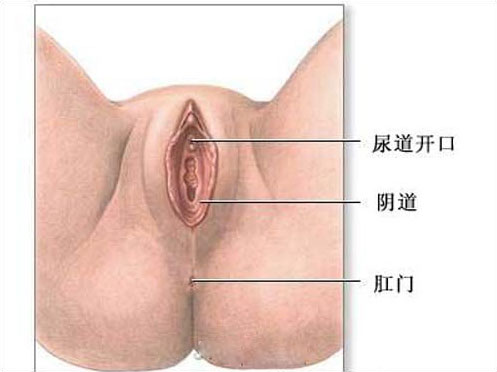 成熟女性阴道高清生理结构(全图解)9