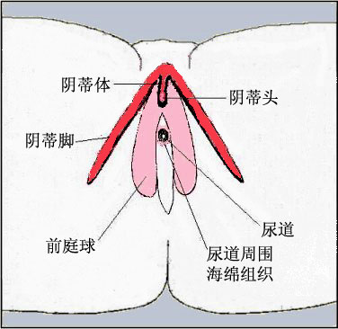 成熟女性阴道高清生理结构(全图解)5