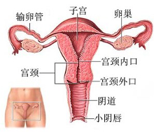 图片集：女性私处不同形状的处女膜3