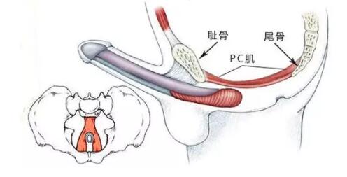 男人做pc肌延时训练硬不起来了是怎么回事？