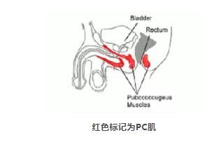 男人做pc肌延时训练硬不起来了是怎么回事？