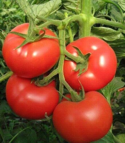 西红柿号称男性“保护伞”，怎样吃才更健康呢？