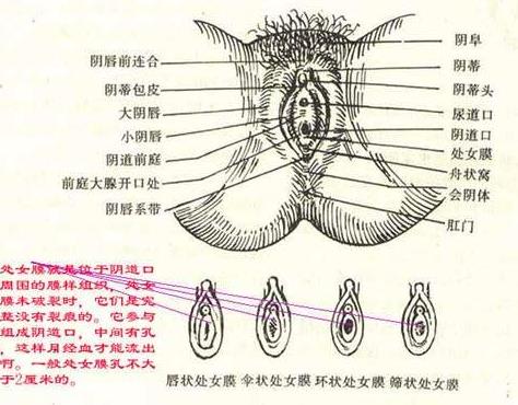 女人私处“渴望”丁丁时的真实反应1