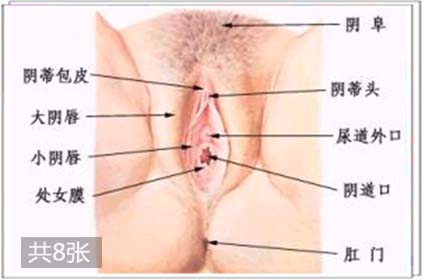 图解阴蒂在性刺激下勃起的全过程2