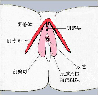 图解阴蒂在性刺激下勃起的全过程3