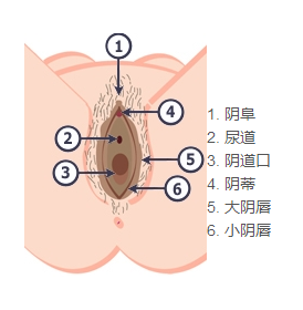 真实图解：女性外阴长啥样？1