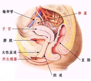 图解：女人私处真实结构图片1