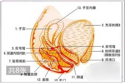 多图详解:女人私穴深处长啥样3