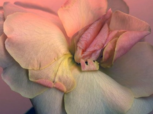 美爆：用花展示各种形状的女人私穴4