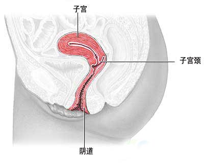 多图：性刺激后阴道发生的神奇变化2