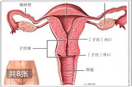 图文:女人性高潮时各器官的变化1