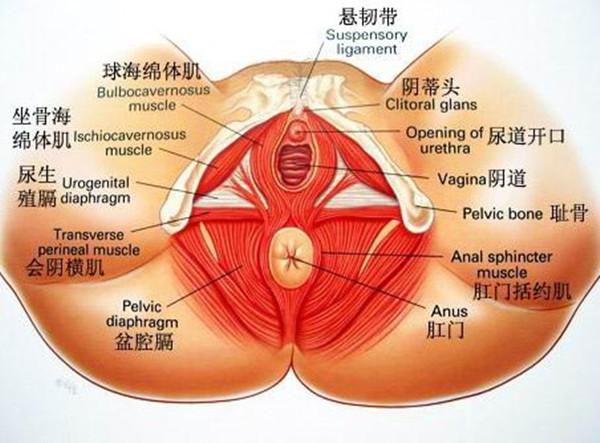 强烈刺激下阴蒂勃起引发的性高潮2