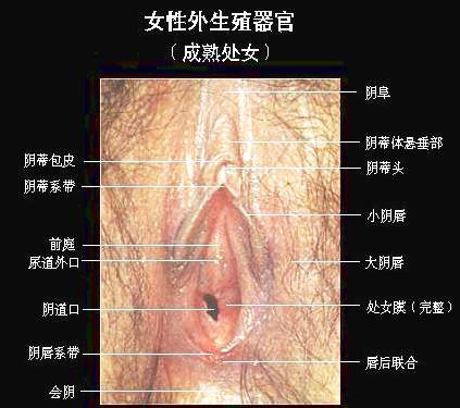 性私密：爱爱时阴茎碰触阴道的感觉1